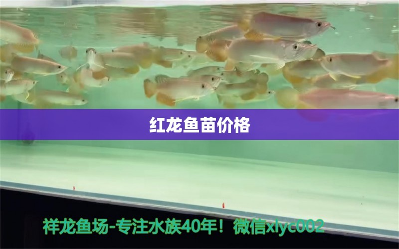 红龙鱼苗价格