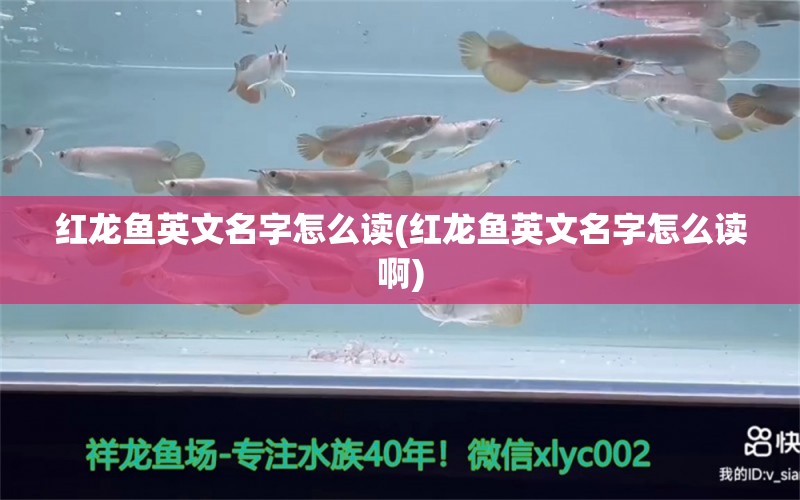 红龙鱼英文名字怎么读(红龙鱼英文名字怎么读啊) 白子关刀鱼苗