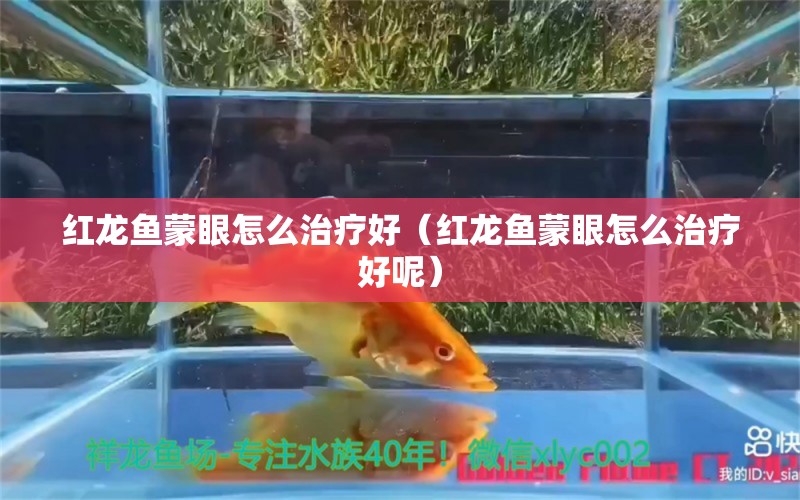 红龙鱼蒙眼怎么治疗好（红龙鱼蒙眼怎么治疗好呢） 龙鱼百科