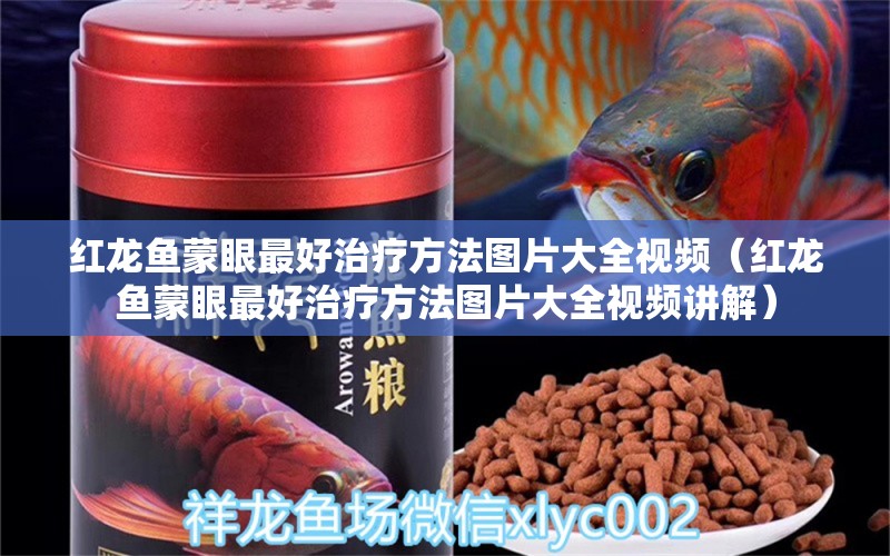 红龙鱼蒙眼最好治疗方法图片大全视频（红龙鱼蒙眼最好治疗方法图片大全视频讲解） 龙鱼百科