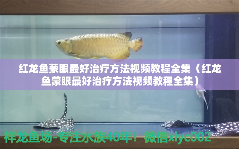 红龙鱼蒙眼最好治疗方法视频教程全集（红龙鱼蒙眼最好治疗方法视频教程全集）