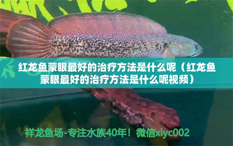 红龙鱼蒙眼最好的治疗方法是什么呢（红龙鱼蒙眼最好的治疗方法是什么呢视频）