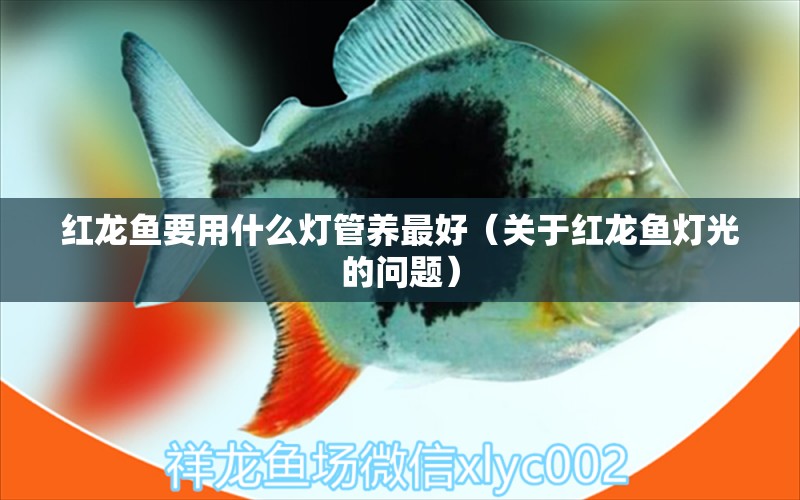 红龙鱼要用什么灯管养最好（关于红龙鱼灯光的问题） 水族问答 第2张