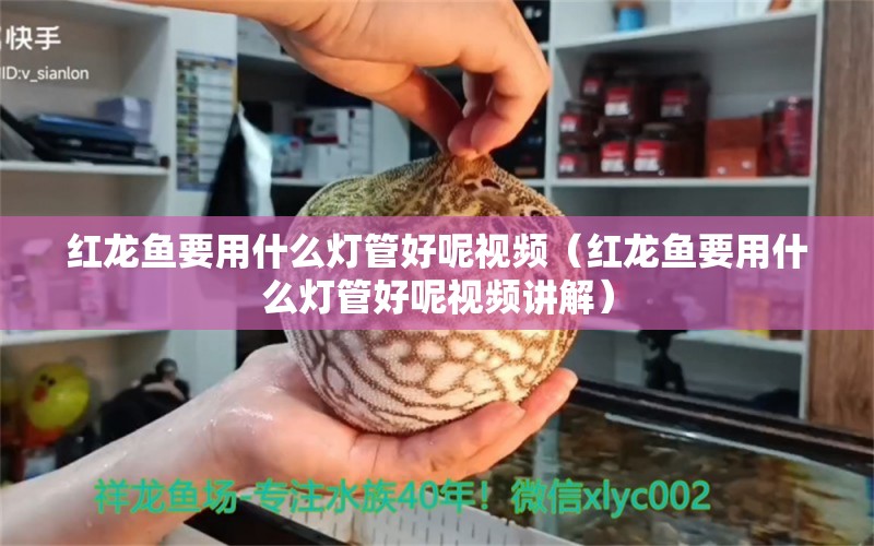 红龙鱼要用什么灯管好呢视频（红龙鱼要用什么灯管好呢视频讲解） 印尼红龙鱼