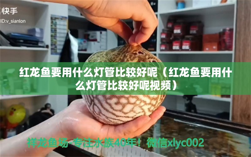 红龙鱼要用什么灯管比较好呢（红龙鱼要用什么灯管比较好呢视频）