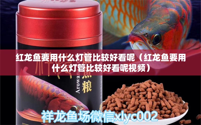 红龙鱼要用什么灯管比较好看呢（红龙鱼要用什么灯管比较好看呢视频） 印尼红龙鱼