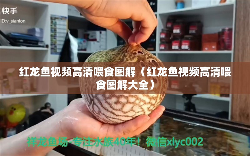 红龙鱼视频高清喂食图解（红龙鱼视频高清喂食图解大全） 量子养鱼技术