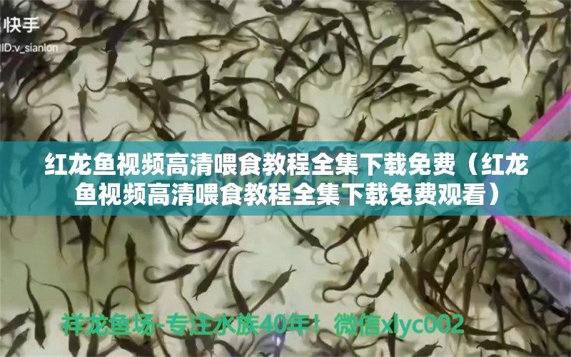 红龙鱼视频高清喂食教程全集下载免费（红龙鱼视频高清喂食教程全集下载免费观看）