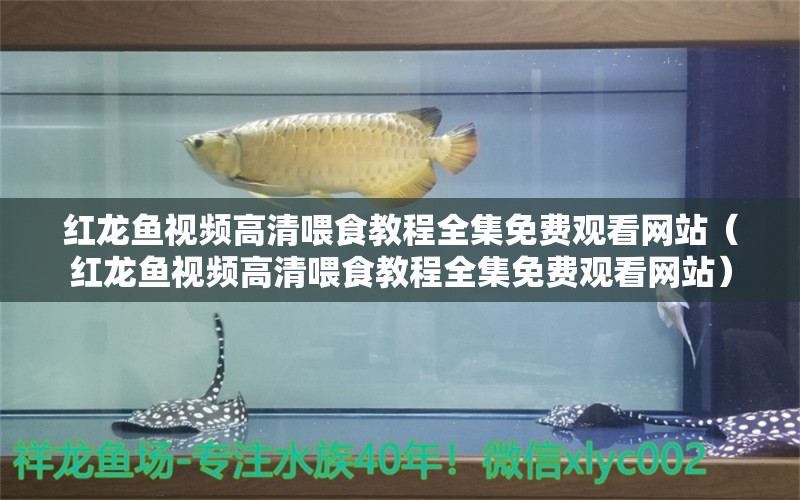 红龙鱼视频高清喂食教程全集免费观看网站（红龙鱼视频高清喂食教程全集免费观看网站）