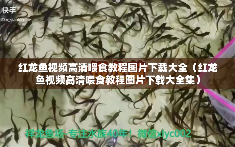 红龙鱼视频高清喂食教程图片下载大全（红龙鱼视频高清喂食教程图片下载大全集）