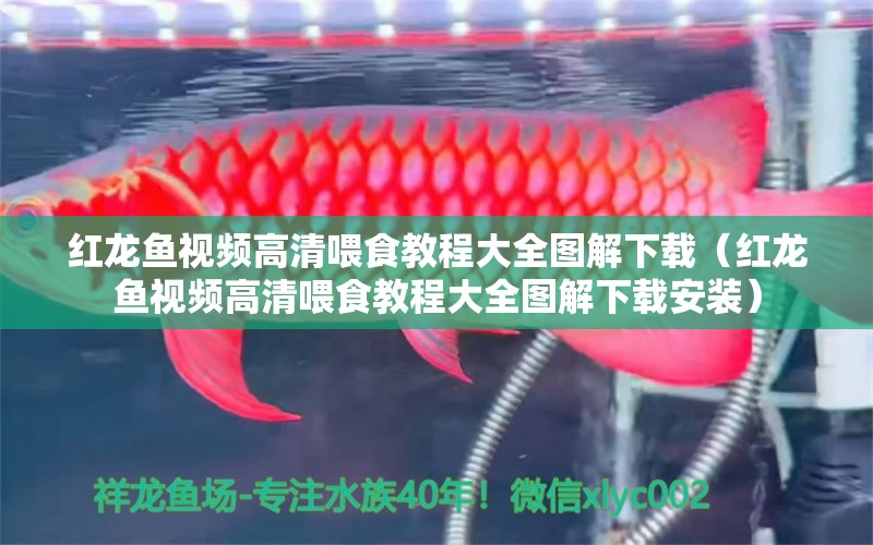 红龙鱼视频高清喂食教程大全图解下载（红龙鱼视频高清喂食教程大全图解下载安装） 龙鱼百科