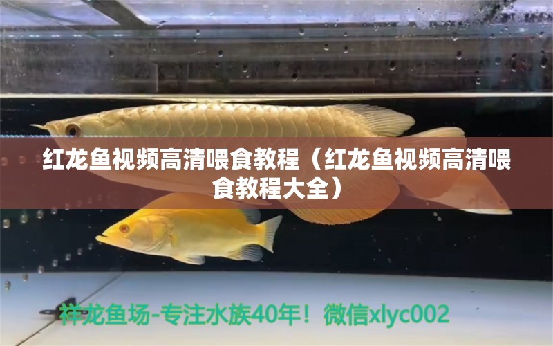 红龙鱼视频高清喂食教程（红龙鱼视频高清喂食教程大全）