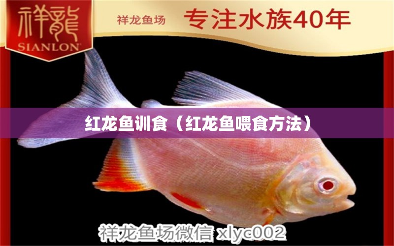 红龙鱼训食（红龙鱼喂食方法） 印尼红龙鱼