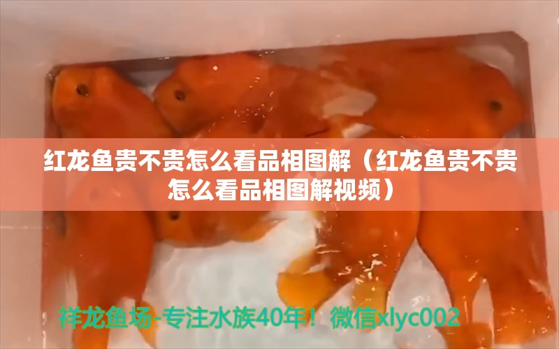 红龙鱼贵不贵怎么看品相图解（红龙鱼贵不贵怎么看品相图解视频）