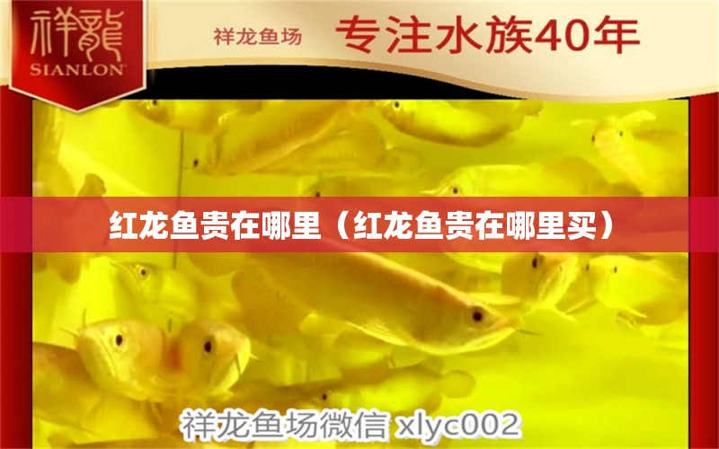 红龙鱼贵在哪里（红龙鱼贵在哪里买） 祥龙水族医院