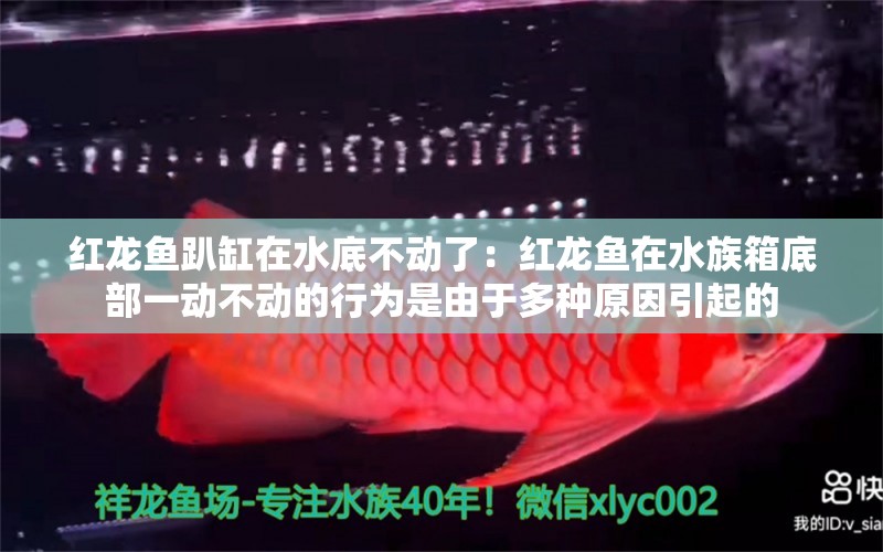 红龙鱼趴缸在水底不动了：红龙鱼在水族箱底部一动不动的行为是由于多种原因引起的