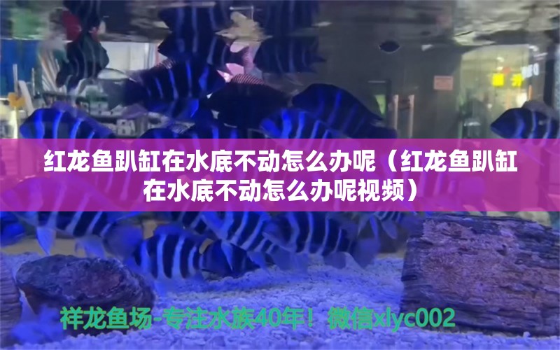 红龙鱼趴缸在水底不动怎么办呢（红龙鱼趴缸在水底不动怎么办呢视频）