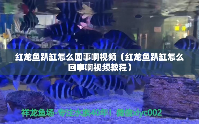 红龙鱼趴缸怎么回事啊视频（红龙鱼趴缸怎么回事啊视频教程） 印尼红龙鱼