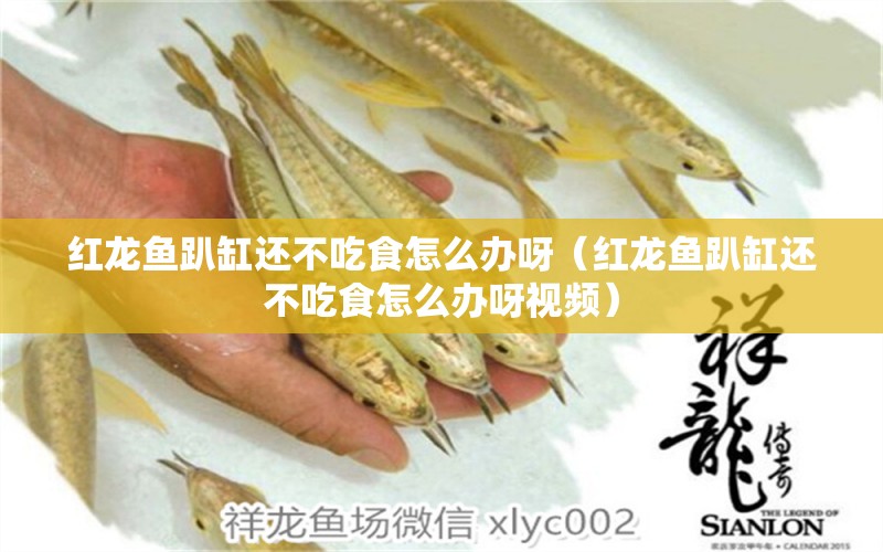 红龙鱼趴缸还不吃食怎么办呀（红龙鱼趴缸还不吃食怎么办呀视频） 印尼红龙鱼