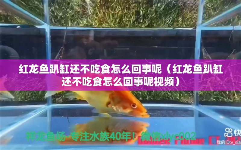 红龙鱼趴缸还不吃食怎么回事呢（红龙鱼趴缸还不吃食怎么回事呢视频）