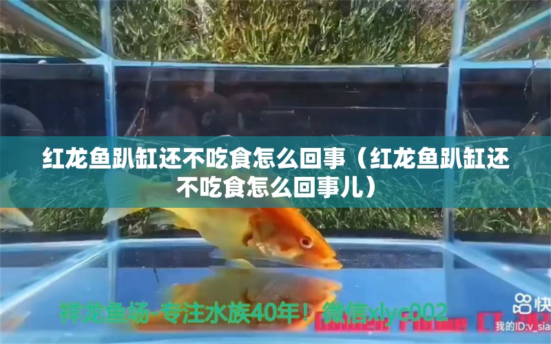 红龙鱼趴缸还不吃食怎么回事（红龙鱼趴缸还不吃食怎么回事儿）