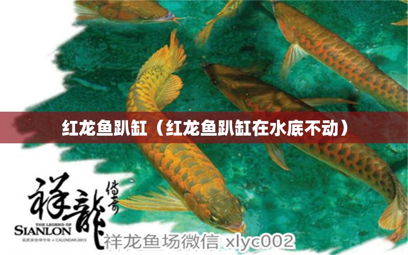 红龙鱼趴缸（红龙鱼趴缸在水底不动） 水族杂谈