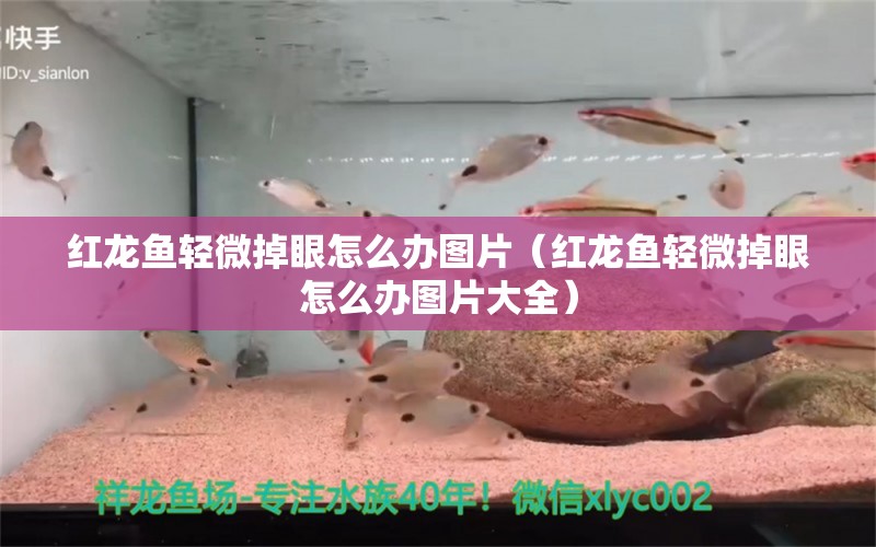 红龙鱼轻微掉眼怎么办图片（红龙鱼轻微掉眼怎么办图片大全）