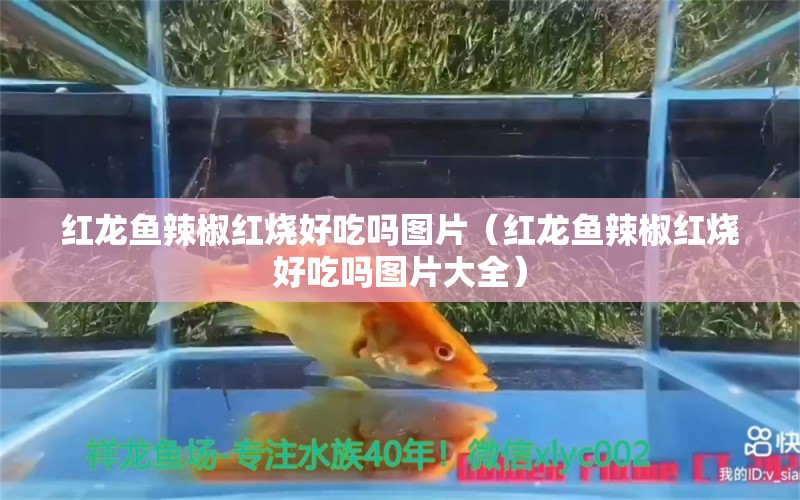 红龙鱼辣椒红烧好吃吗图片（红龙鱼辣椒红烧好吃吗图片大全） 龙鱼百科