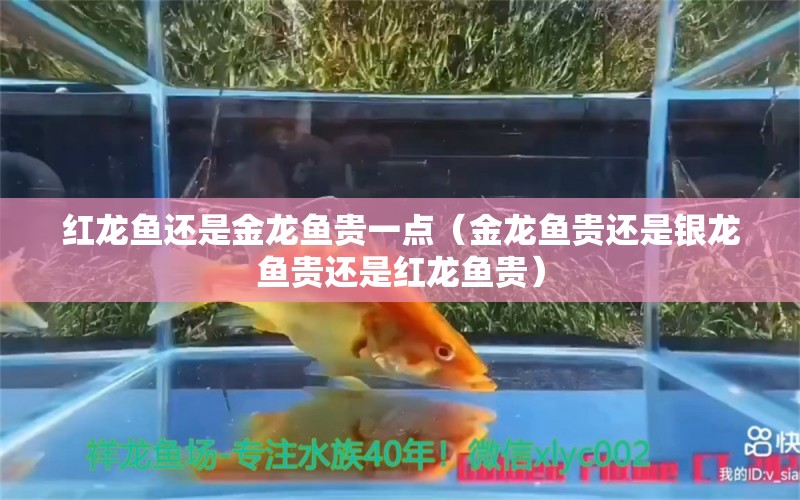 红龙鱼还是金龙鱼贵一点（金龙鱼贵还是银龙鱼贵还是红龙鱼贵）