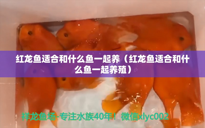 红龙鱼适合和什么鱼一起养（红龙鱼适合和什么鱼一起养殖） 龙鱼疾病与治疗