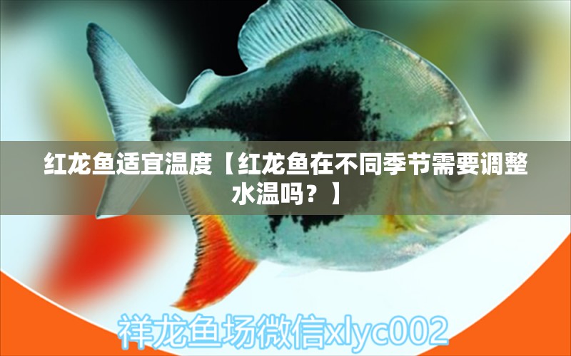 红龙鱼适宜温度【红龙鱼在不同季节需要调整水温吗？】