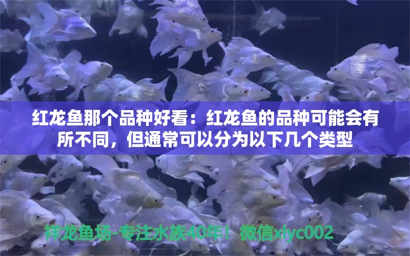 红龙鱼那个品种好看：红龙鱼的品种可能会有所不同，但通常可以分为以下几个类型 龙鱼百科 第2张