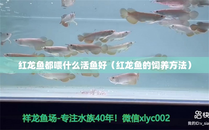 红龙鱼都喂什么活鱼好（红龙鱼的饲养方法） 龙鱼百科 第2张