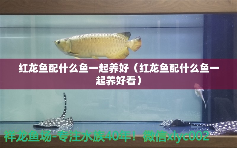 红龙鱼配什么鱼一起养好（红龙鱼配什么鱼一起养好看）