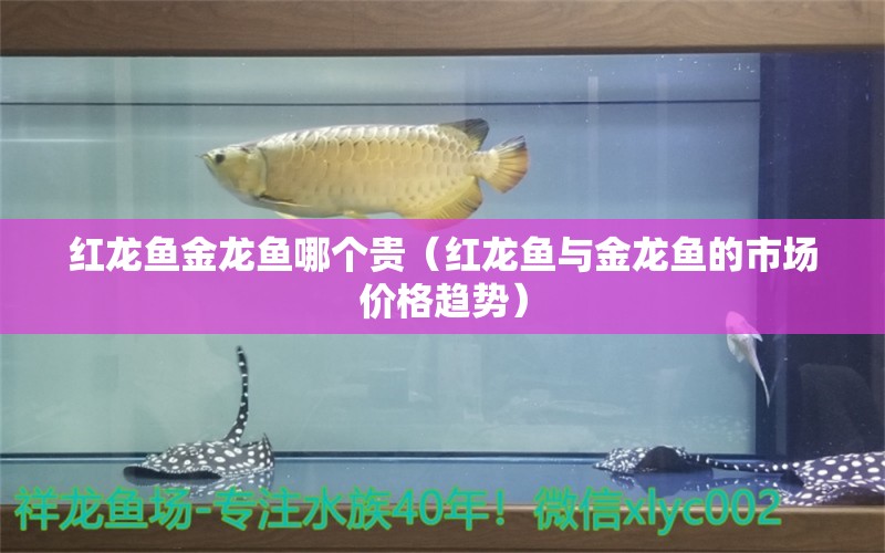 红龙鱼金龙鱼哪个贵（红龙鱼与金龙鱼的市场价格趋势）