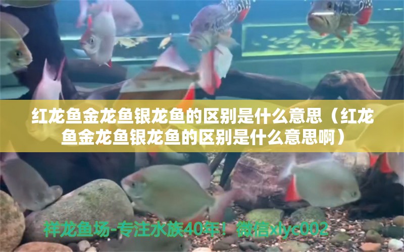 红龙鱼金龙鱼银龙鱼的区别是什么意思（红龙鱼金龙鱼银龙鱼的区别是什么意思啊）