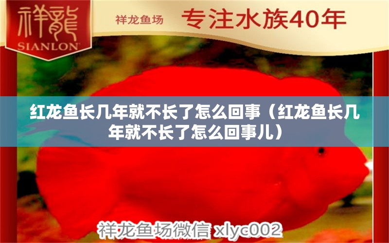 红龙鱼长几年就不长了怎么回事（红龙鱼长几年就不长了怎么回事儿） 印尼红龙鱼