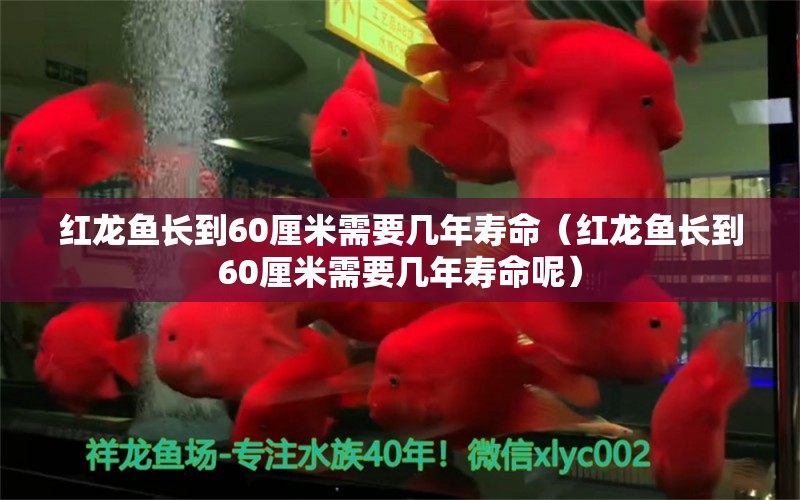 红龙鱼长到60厘米需要几年寿命（红龙鱼长到60厘米需要几年寿命呢） 印尼红龙鱼