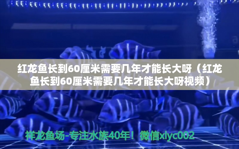 红龙鱼长到60厘米需要几年才能长大呀（红龙鱼长到60厘米需要几年才能长大呀视频） 印尼红龙鱼