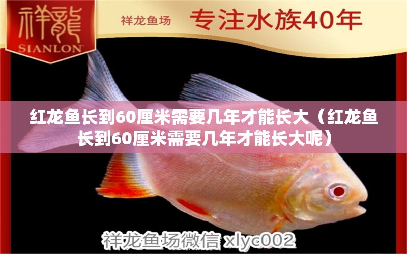 红龙鱼长到60厘米需要几年才能长大（红龙鱼长到60厘米需要几年才能长大呢） 印尼红龙鱼