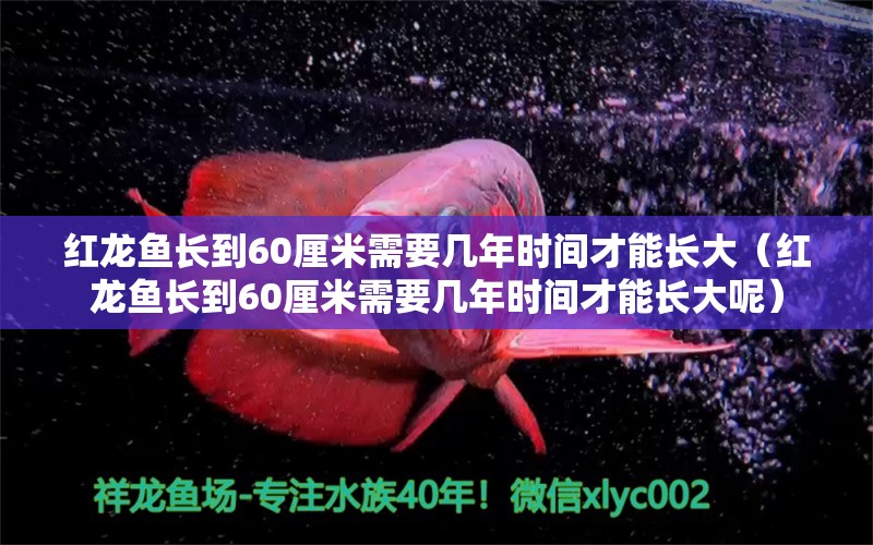 红龙鱼长到60厘米需要几年时间才能长大（红龙鱼长到60厘米需要几年时间才能长大呢） 印尼红龙鱼