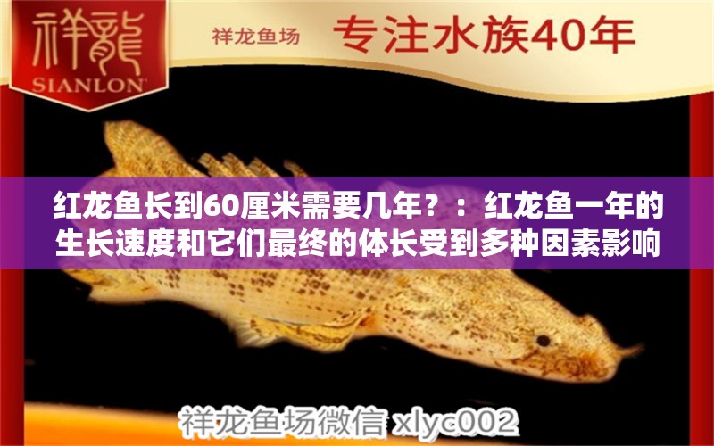 红龙鱼长到60厘米需要几年？：红龙鱼一年的生长速度和它们最终的体长受到多种因素影响