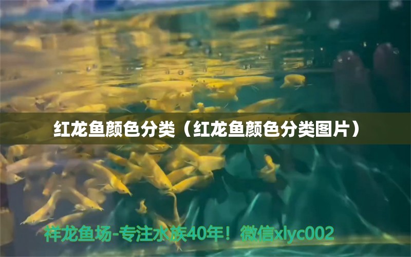 红龙鱼颜色分类（红龙鱼颜色分类图片） 祥龙水族医院