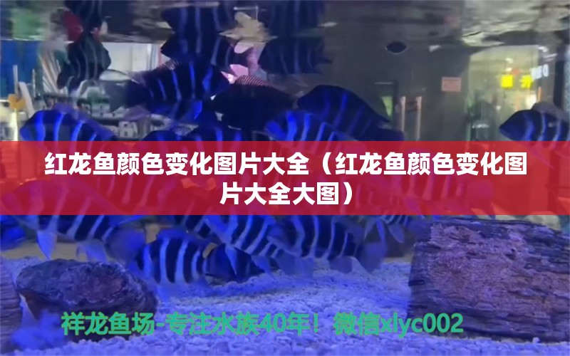 红龙鱼颜色变化图片大全（红龙鱼颜色变化图片大全大图）