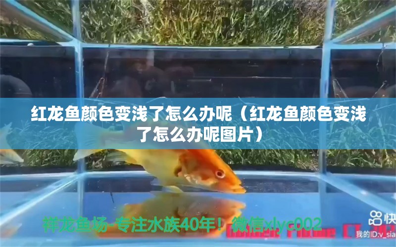 红龙鱼颜色变浅了怎么办呢（红龙鱼颜色变浅了怎么办呢图片） 印尼红龙鱼