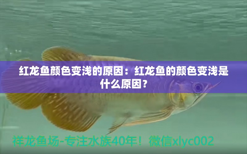 红龙鱼颜色变浅的原因：红龙鱼的颜色变浅是什么原因？ 龙鱼百科 第2张