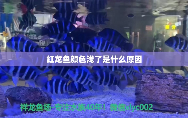 红龙鱼颜色浅了是什么原因 龙鱼百科 第1张