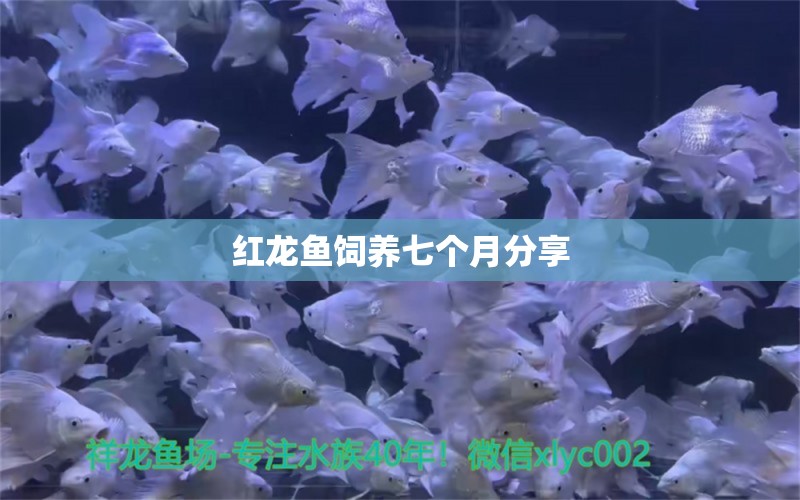 红龙鱼饲养七个月分享 金头过背金龙鱼 第9张