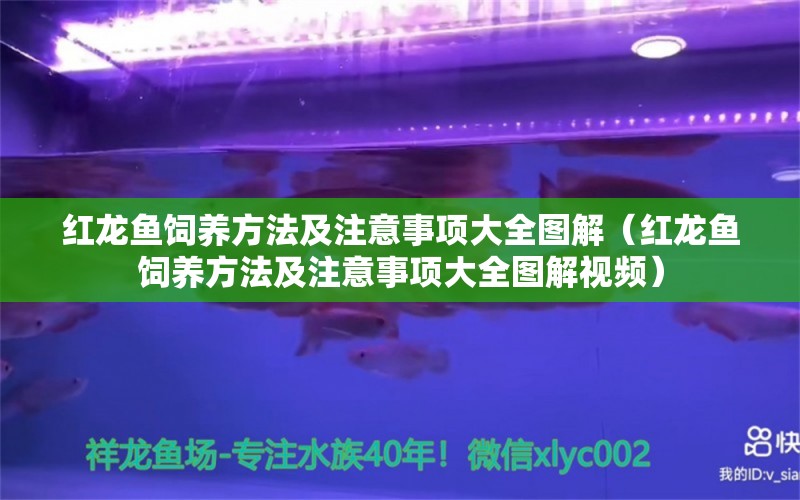 红龙鱼饲养方法及注意事项大全图解（红龙鱼饲养方法及注意事项大全图解视频） 印尼红龙鱼