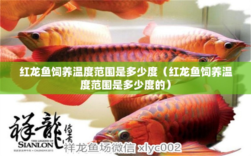 红龙鱼饲养温度范围是多少度（红龙鱼饲养温度范围是多少度的） 印尼红龙鱼